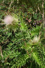 Cirsium obvallatum
