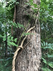 Wisteria frutescens