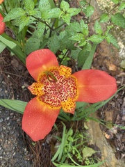 Tigridia pavonia