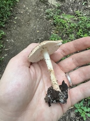 Echinoderma