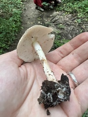 Echinoderma