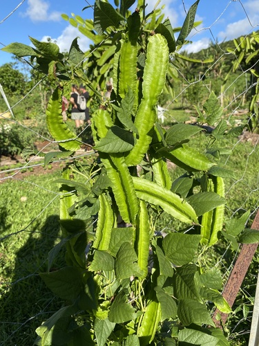 Psophocarpus tetragonolobus