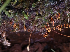 Physarum psittacinum