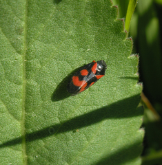 Cercopis intermedia