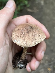 Echinoderma