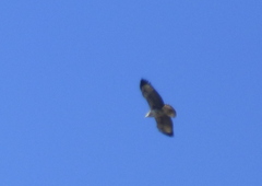 Buteogallus meridionalis