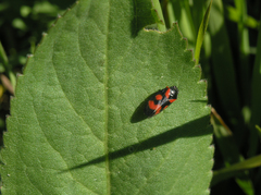 Cercopis intermedia