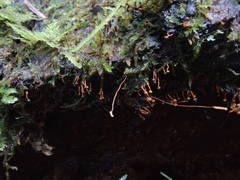 Physarum psittacinum