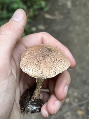 Echinoderma