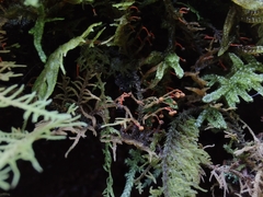 Physarum psittacinum