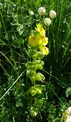 Rhynchocorys stricta