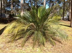 Macrozamia communis