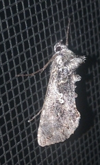 Syngrapha viridisigma