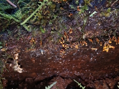 Physarum psittacinum