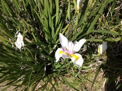 Dietes grandiflora