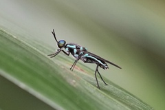 Eudmeta marginata