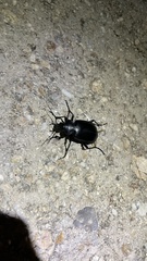 Calosoma peregrinator