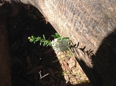 Pimelea linifolia linifolia