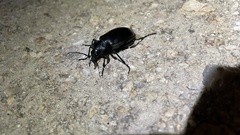 Calosoma peregrinator