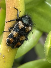 Astylus trifasciatus