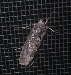 Syngrapha viridisigma