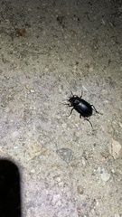 Calosoma peregrinator