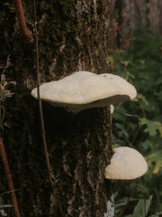 Trametes pubescens