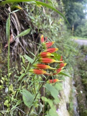 Castilleja integrifolia
