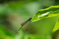 Prodasineura collaris