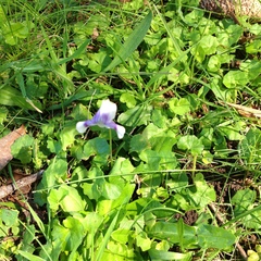 Viola banksii
