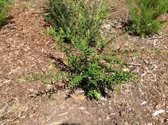 Melaleuca hypericifolia
