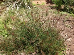 Platysace lanceolata