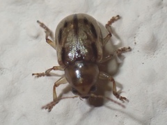 Paria