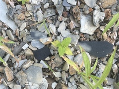 Heliotropium indicum