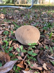 Lycoperdon