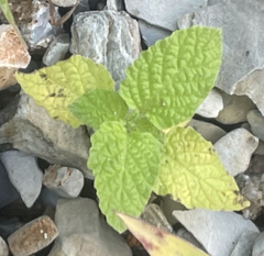 Heliotropium indicum