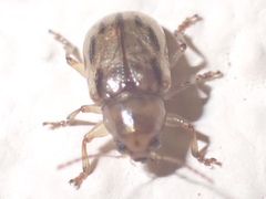 Paria