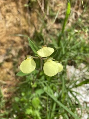 Calceolaria
