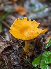 Cantharellus