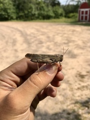 Dissosteira carolina