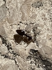 Prenolepis imparis