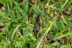 Orthetrum luzonicum