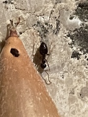 Prenolepis imparis