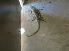 Sceloporus consobrinus