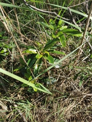 Pittosporum undulatum