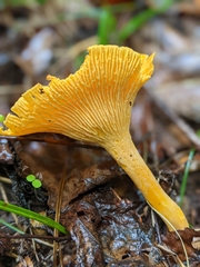 Cantharellus