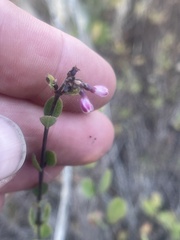 Symphoricarpos mollis