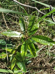Pittosporum undulatum