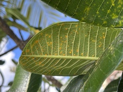 Coleosporium plumeriae