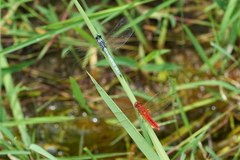 Orthetrum luzonicum